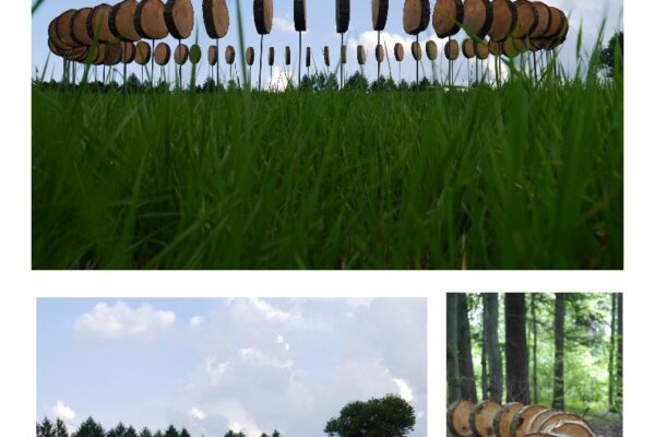 Botanika-landart_Nieskonczonosc